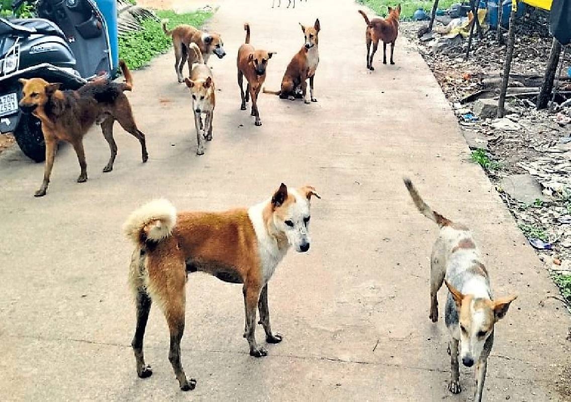 Kundapura Faces Rising Stray Dog Menace in Maddugudde - News Karnataka