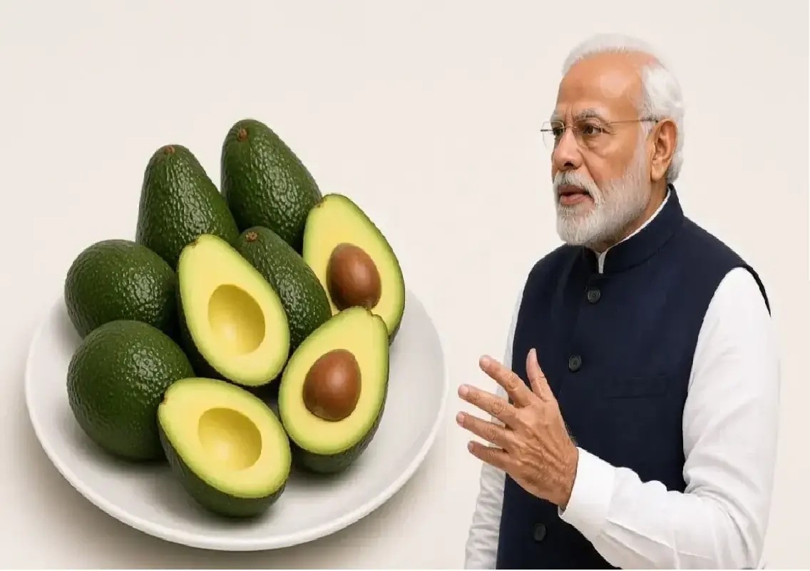 Modi highlights how avocado is changing India’s food and farms - News Karnataka