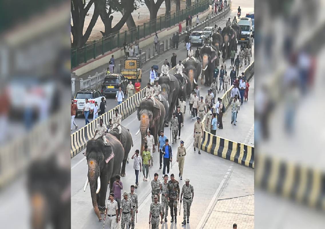Mysuru Dasara elephants begin howdah weight training - News Karnataka