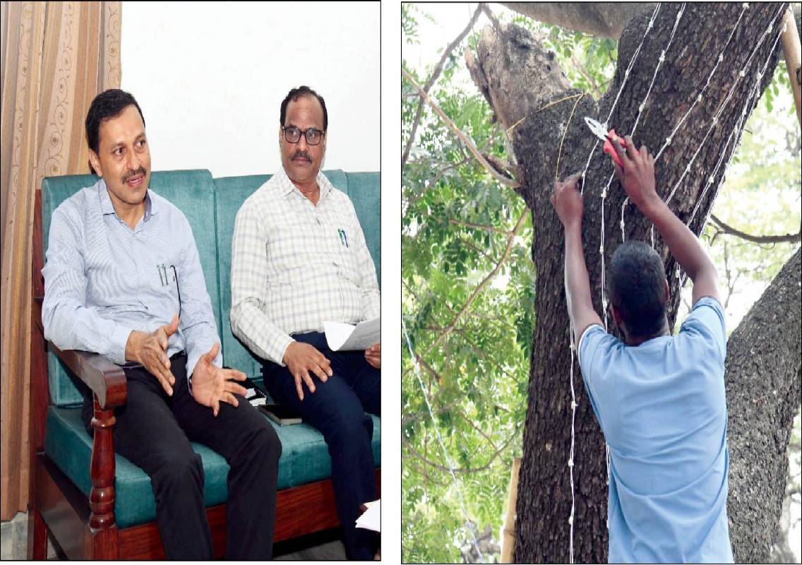 Mysuru Dasara lights to protect roadside trees - News Karnataka