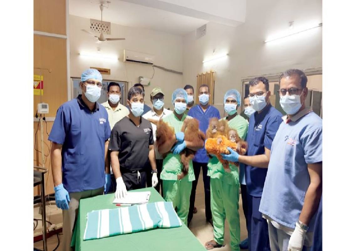 Mysuru Zoo vets treat five orangutan cubs in Odisha - News Karnataka