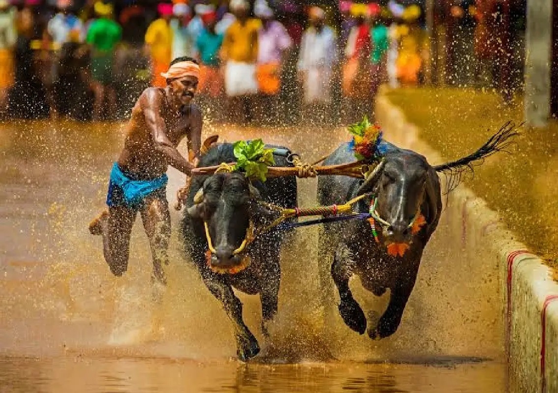 Mysuru activists warn of indefinite protest over Dasara Kambala - News Karnataka