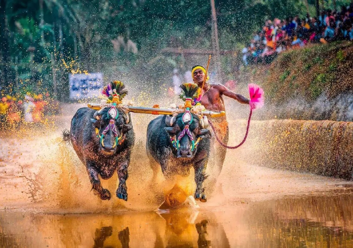 Mysuru groups urge Rahul Gandhi to oppose Kambala during Dasara - News Karnataka