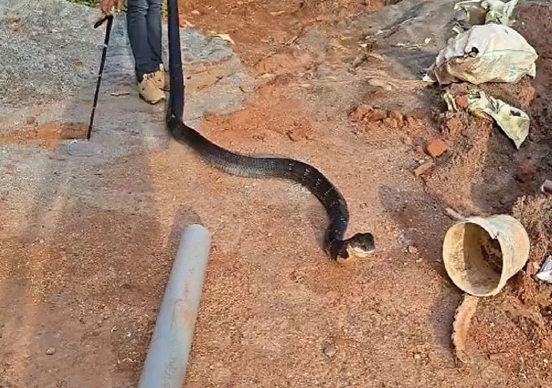 Nearly 12-foot king cobra rescued in Beltangady: WATCH - News Karnataka
