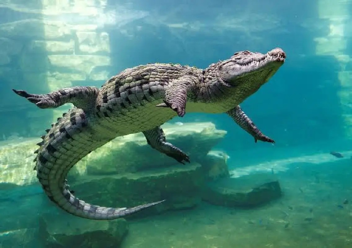 Nile crocodile case adds another twist to Trump’s DC projects - News Karnataka