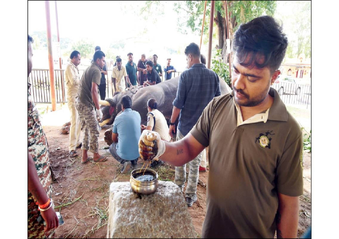 Mysuru Dasara elephants get oil massage and nail care - News Karnataka