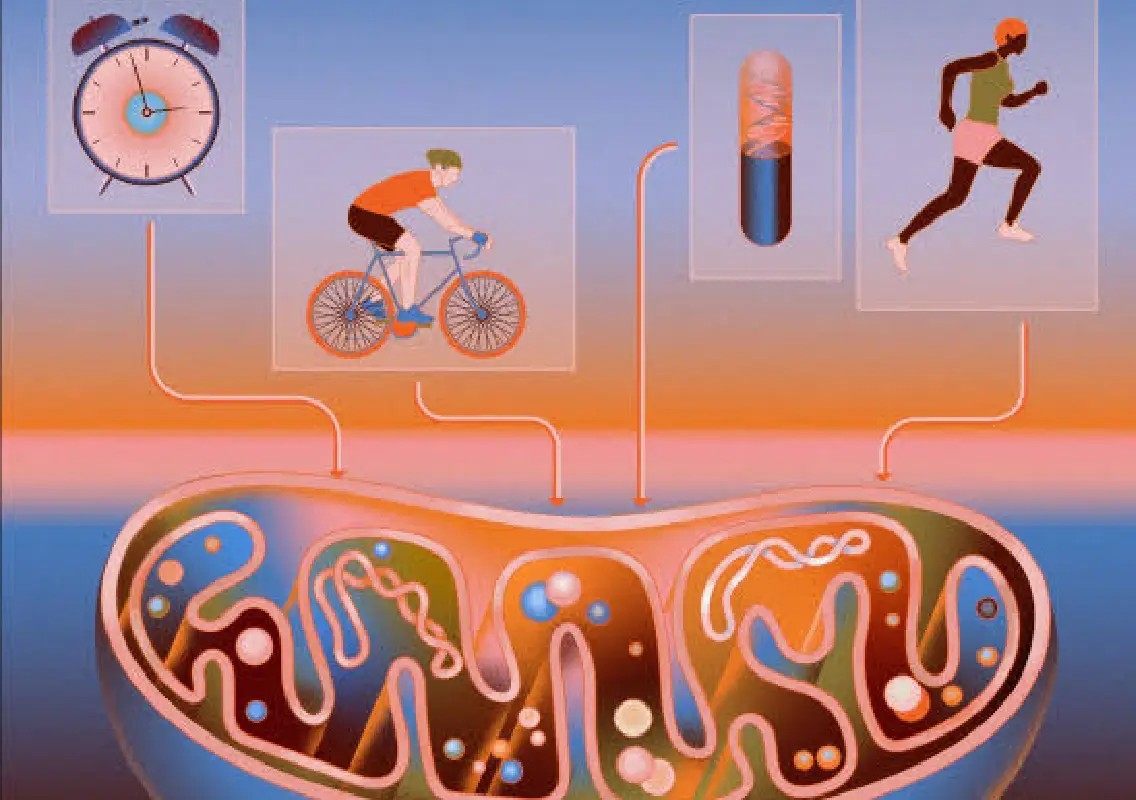 One tiny change could hold the key to healthy mitochondria - News Karnataka