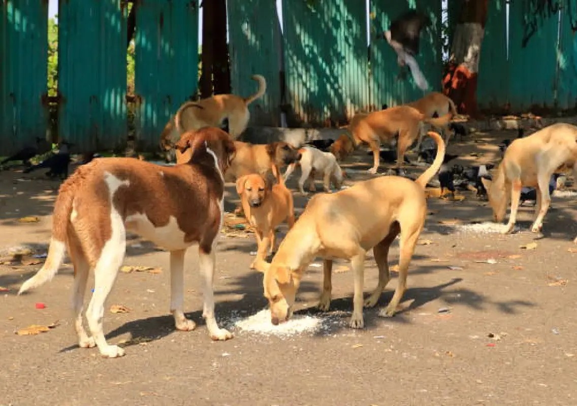Puttur to get dedicated dog shelter to address stray dog menace - News Karnataka