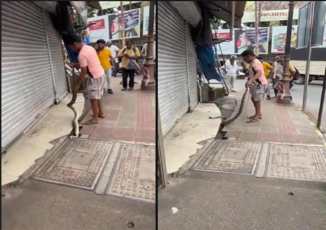 Python found inside shop shutter in busy Car Street, Mangaluru: WATCH - News Karnataka
