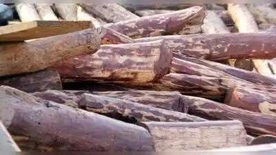 Red sandalwood worth ₹10 lakh seized after chase - News Karnataka