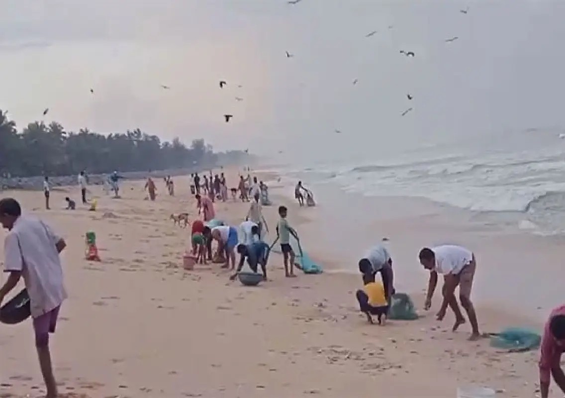Sardines wash ashore at M Kodi beach, crowds gather to collect fish - News Karnataka