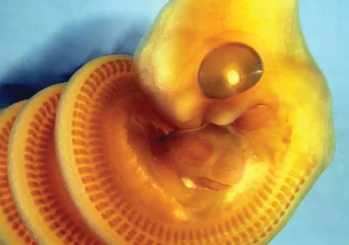 Scientists uncover why snake embryos curl to the right - News Karnataka