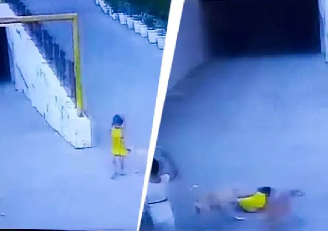 Seven-year-old girl attacked by stray dogs inside Ghaziabad society - News Karnataka