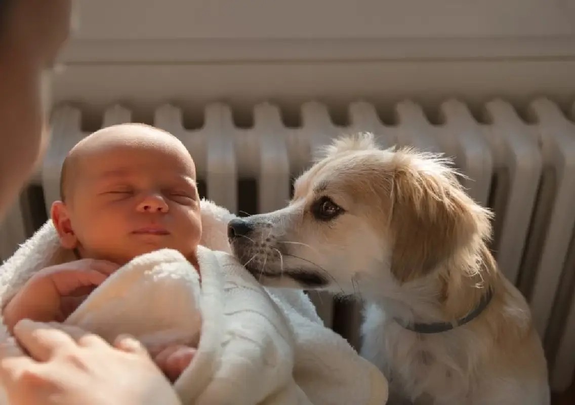 Simple ways to help your dog adjust to a new baby - News Karnataka