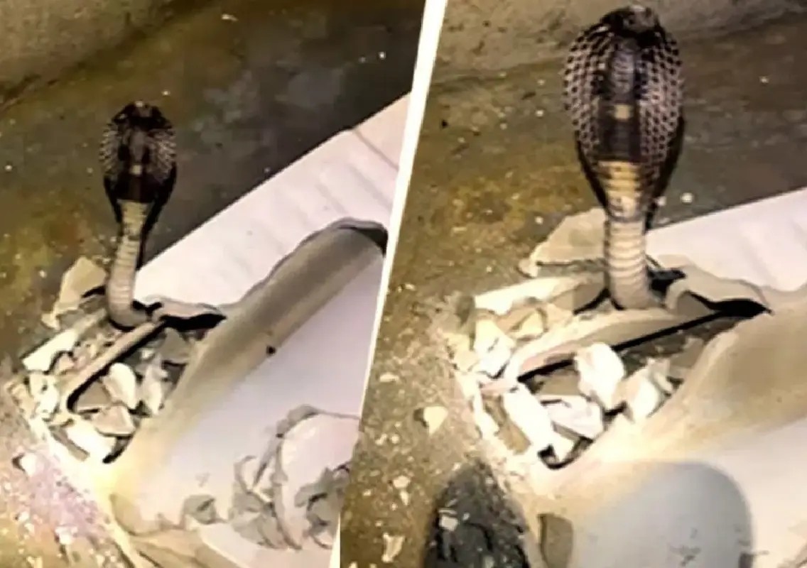Six-foot cobra found hiding under toilet seat in Gurugram - News Karnataka