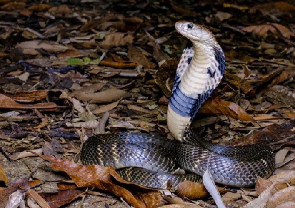 Strange noises lead couple to snake hiding inside mattress - News Karnataka