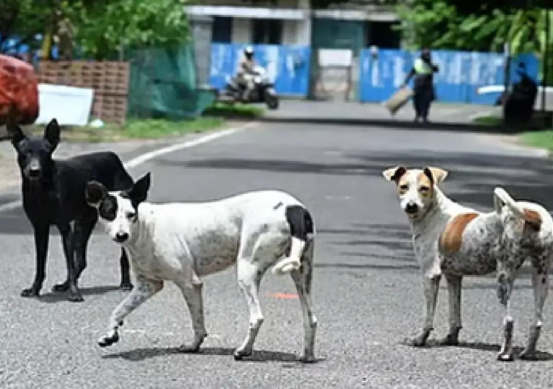 Stray dogs foil alleged attack on woman in Coimbatore - News Karnataka