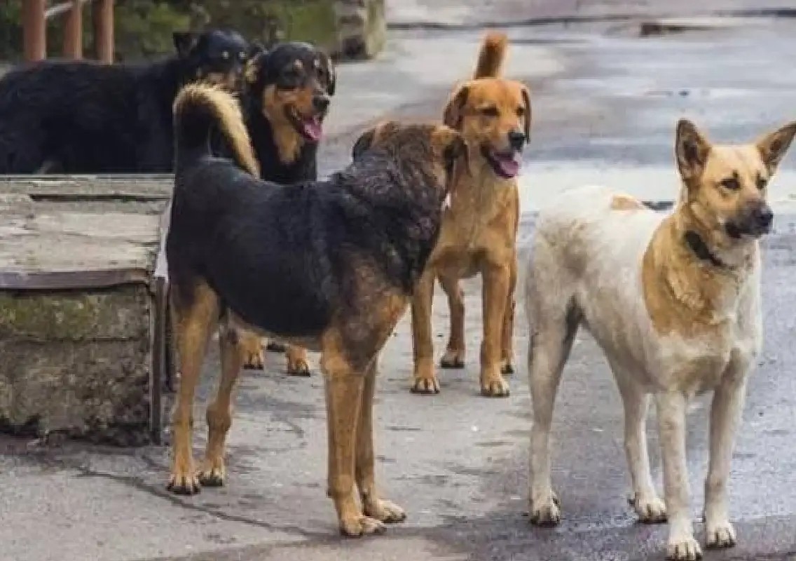 Stray dogs uncover infant’s body buried in Gurugram locality - News Karnataka