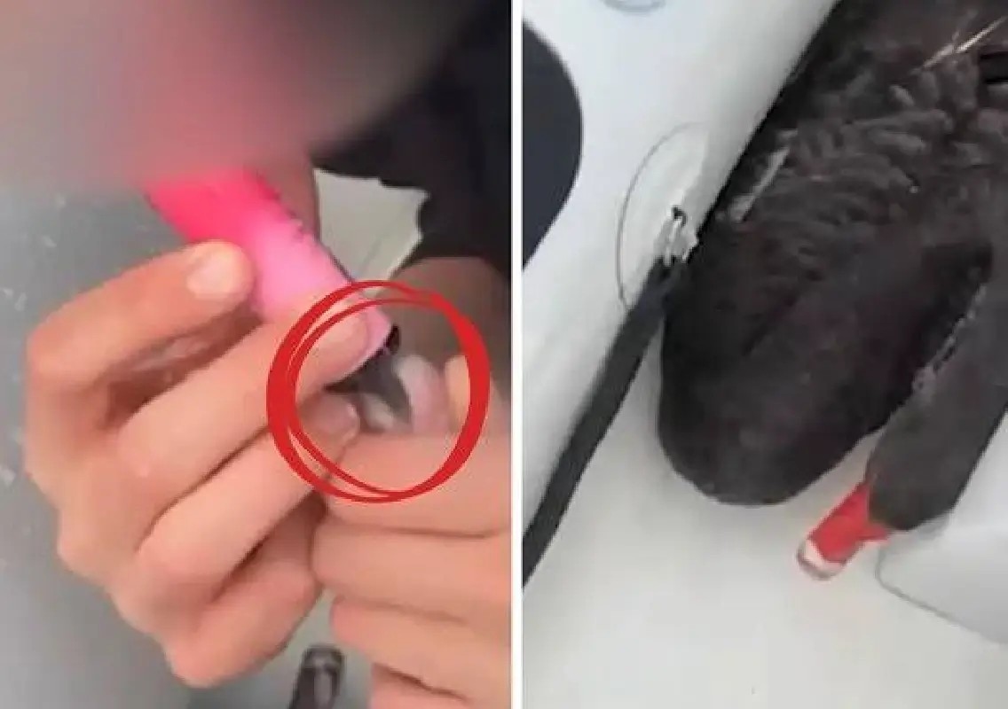 Teen sentenced after forcing black swan to inhale vape fumes - News Karnataka