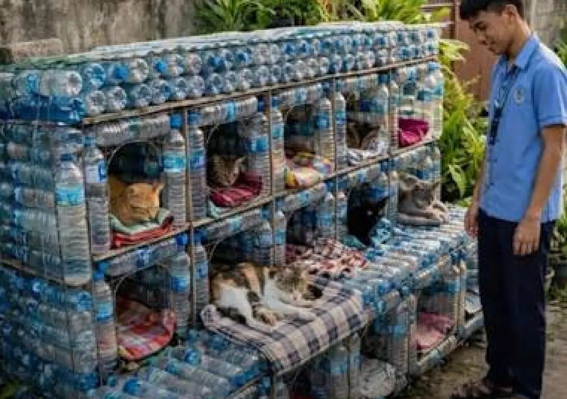 Teenager’s vision helped transform animal sheltering in America - News Karnataka