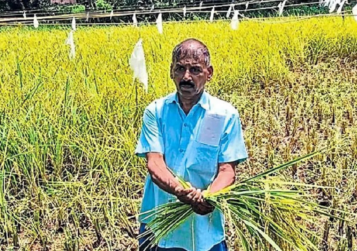 This Mangaluru farmer’s paddy harvest is bringing communities together - News Karnataka