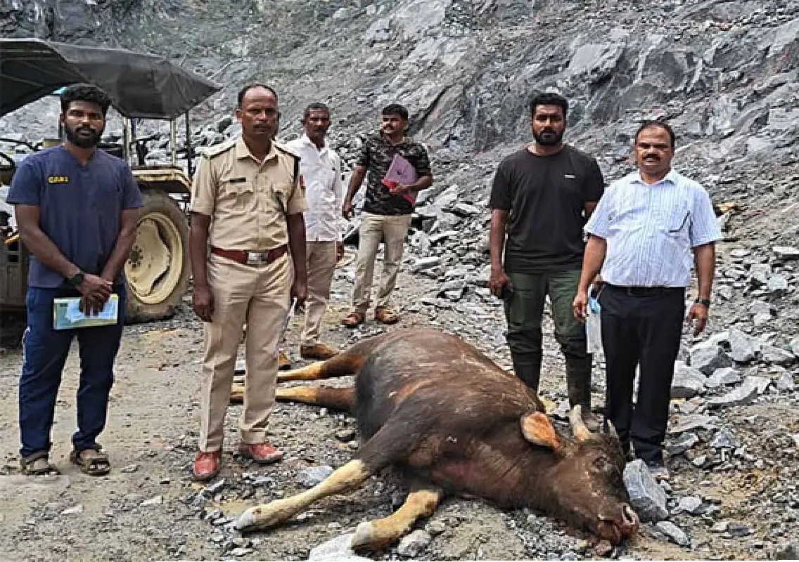 Three gaurs die after falling into stone quarry near Ukuda - News Karnataka