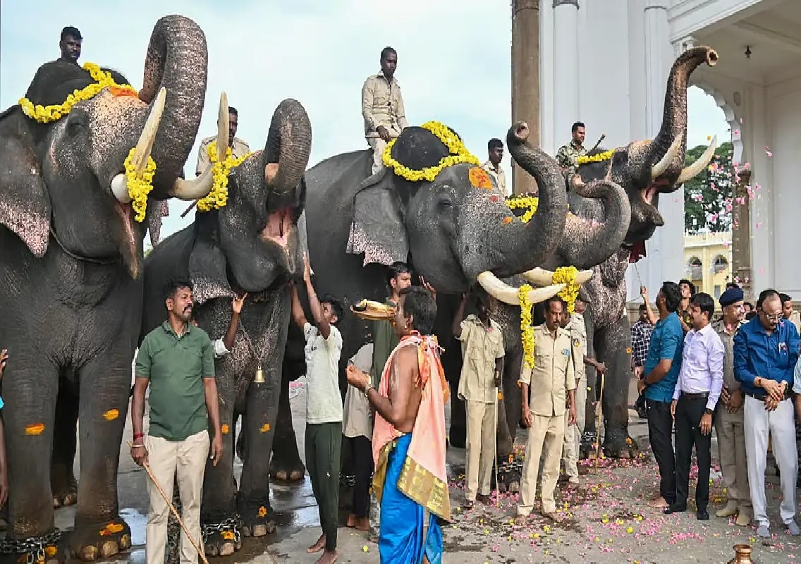 Three more Dasara elephants arrive at Mysuru Palace for training - News Karnataka