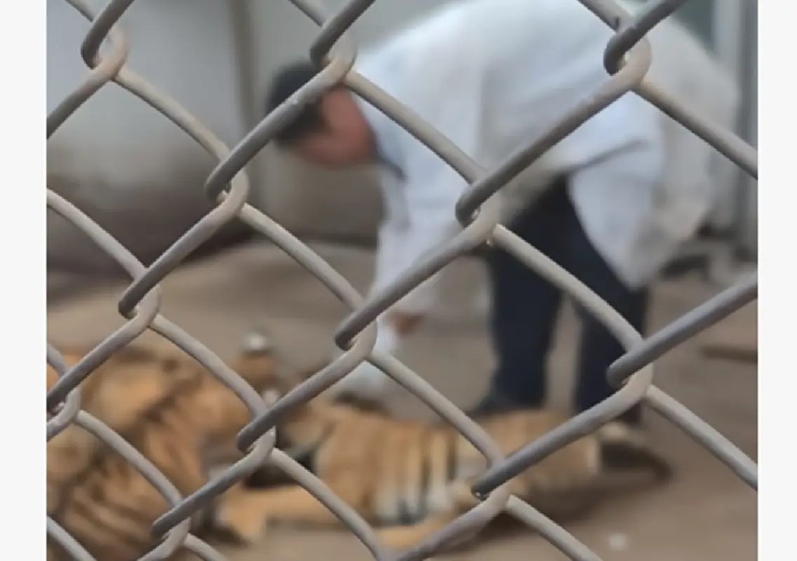 Tiger keeper suspended after video shows cub being kicked - News Karnataka