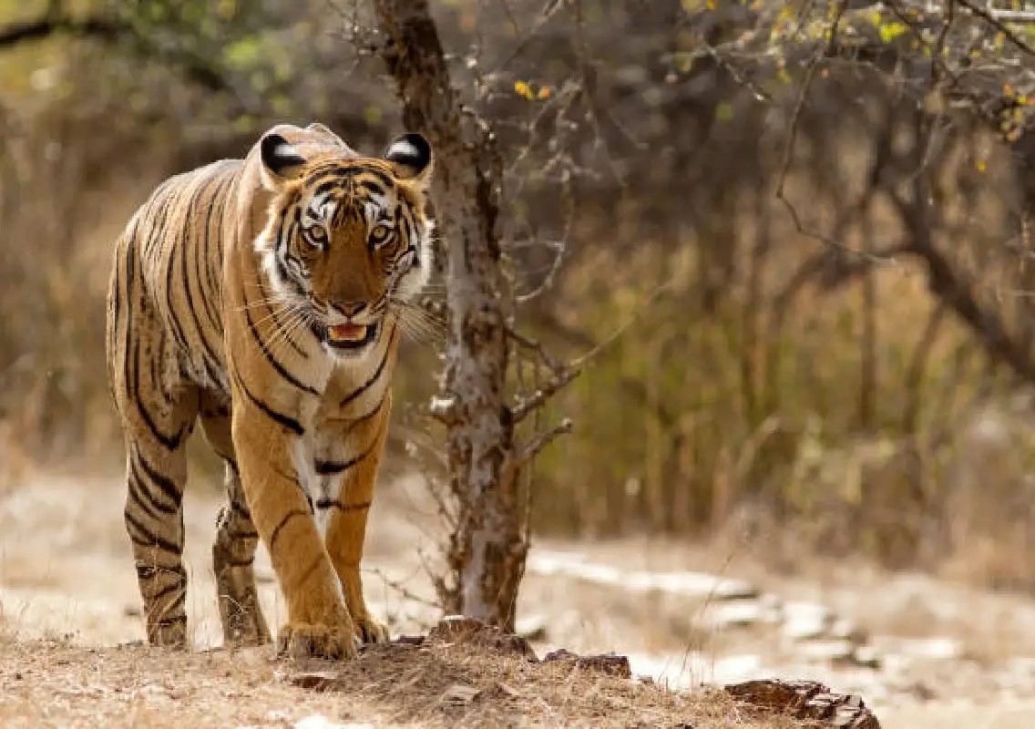 Tiger rescued after suspected fatal attack on farmer - News Karnataka