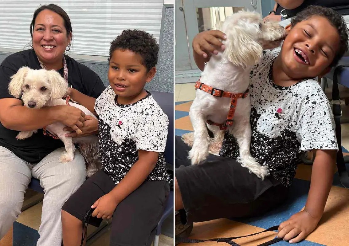 Tiny microchip helps missing dog find his family after three years - News Karnataka