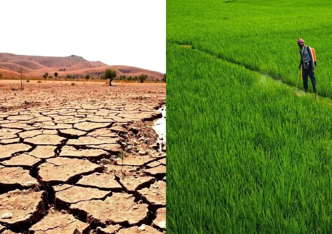Udupi paddy crop at risk as rain fails at crucial stage - News Karnataka