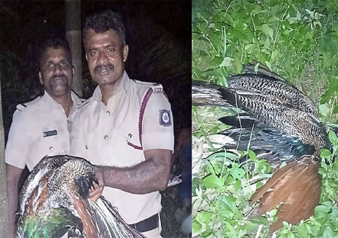 Udupi firefighters rescue peacock from well in Katapadi - News Karnataka
