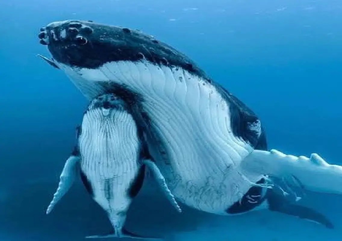 Why a humpback whale mother stayed beside her dead newborn - News Karnataka