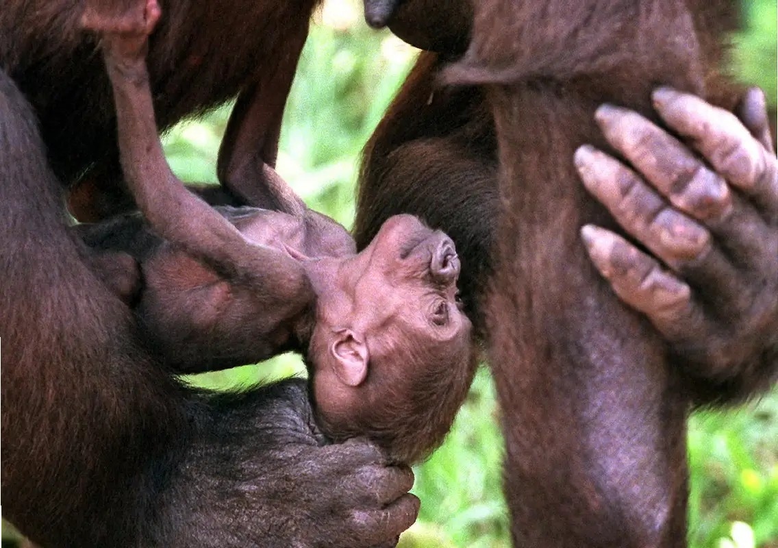 Why chimpanzee mothers carry their dead infants for months - News Karnataka