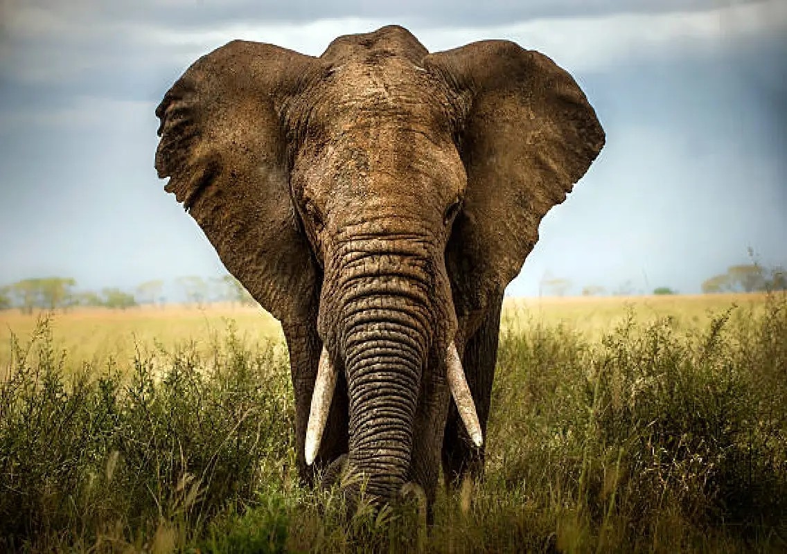 Wild elephant driven back towards forest after entering Ujire college campus - News Karnataka