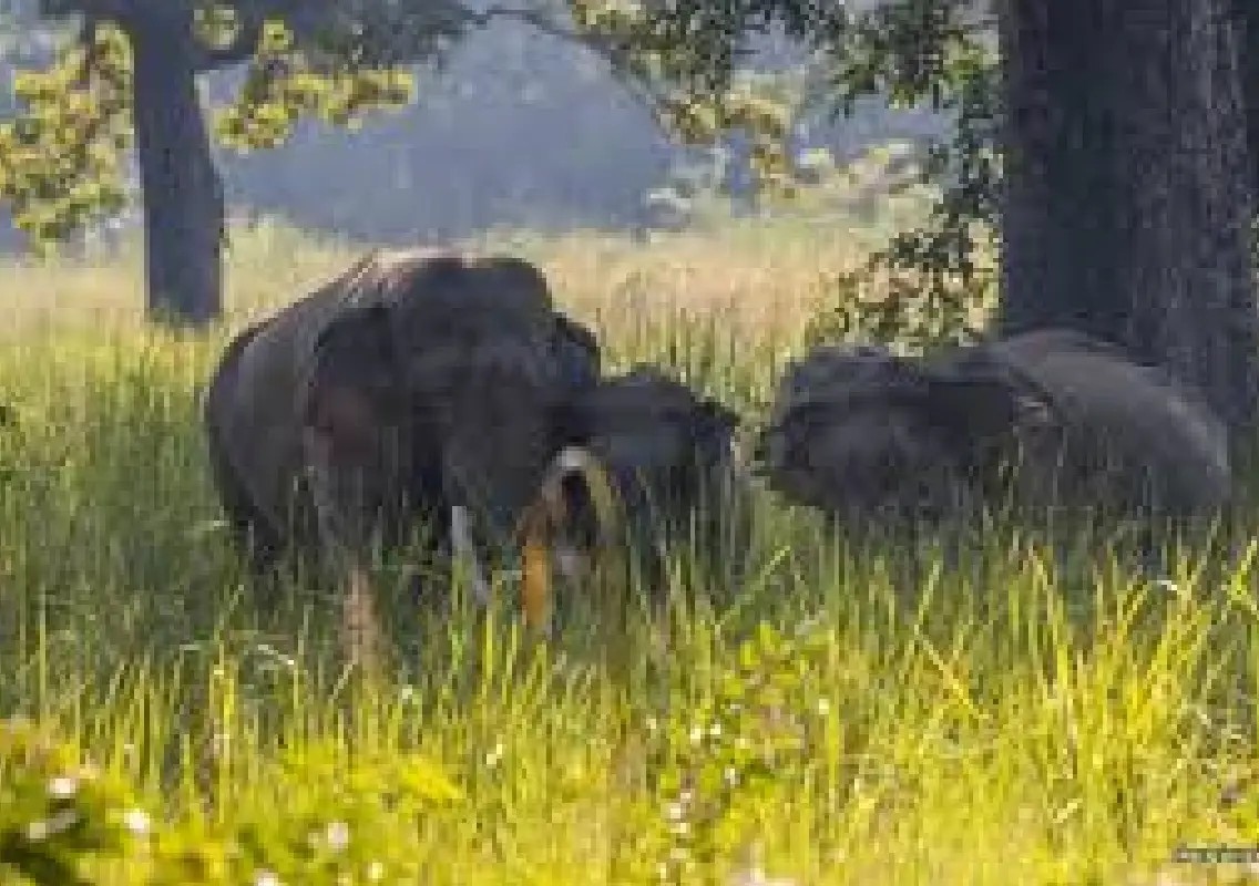 Wild elephants destroy homes as child drowns in canal - News Karnataka