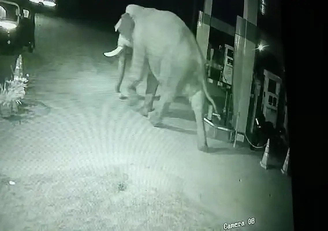 Wild elephants enter petrol bunk in Mysuru village, damage vehicles - News Karnataka