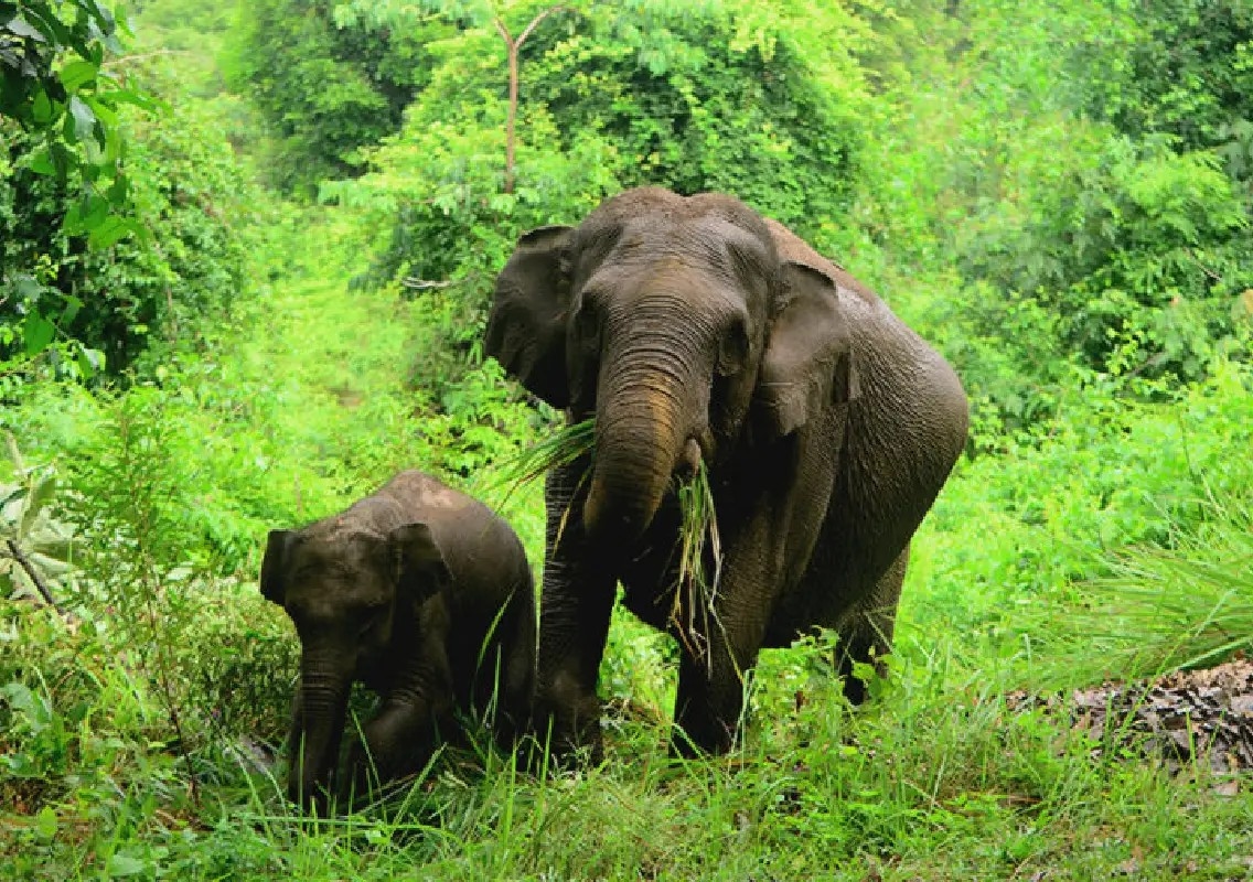 Women farmers find a natural way to protect crops from elephants - News Karnataka