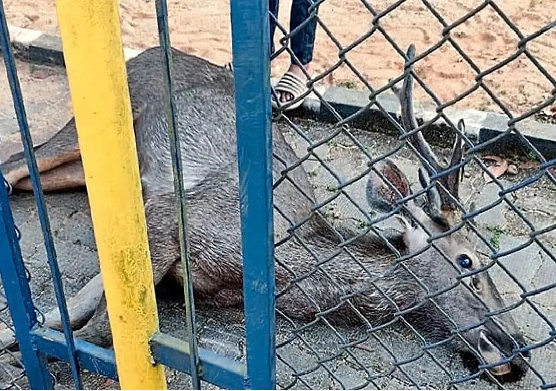 Young sambar deer found dead near Karkala taluk office - News Karnataka