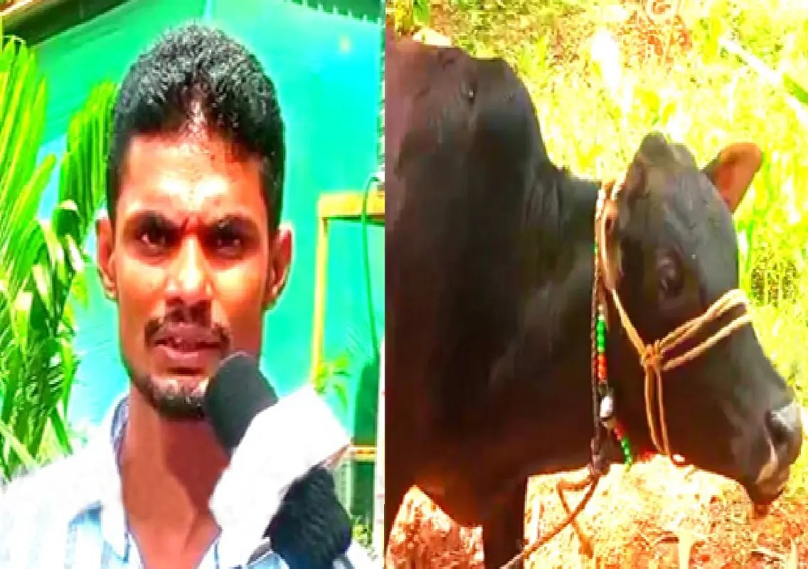 Youth scares away leopard to save calf near Kuppepadavu - News Karnataka