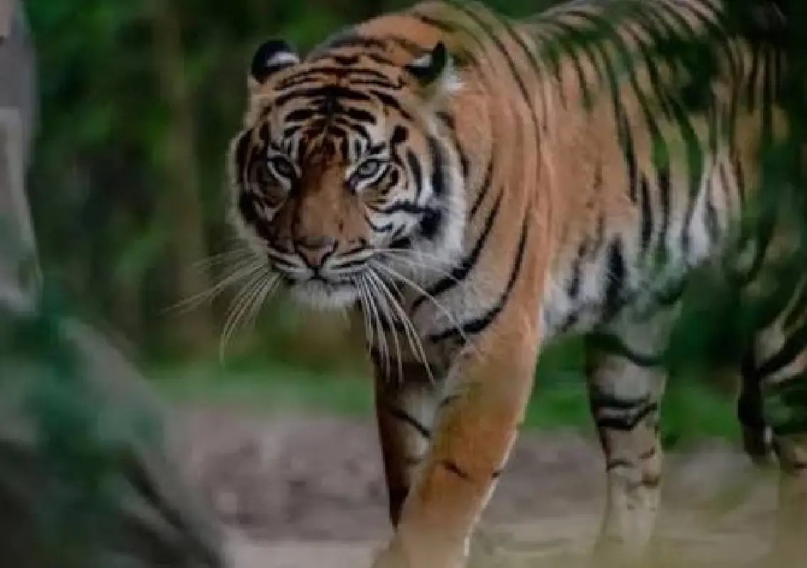 Zoo apologises after computer error creates bizarre tour name - News Karnataka