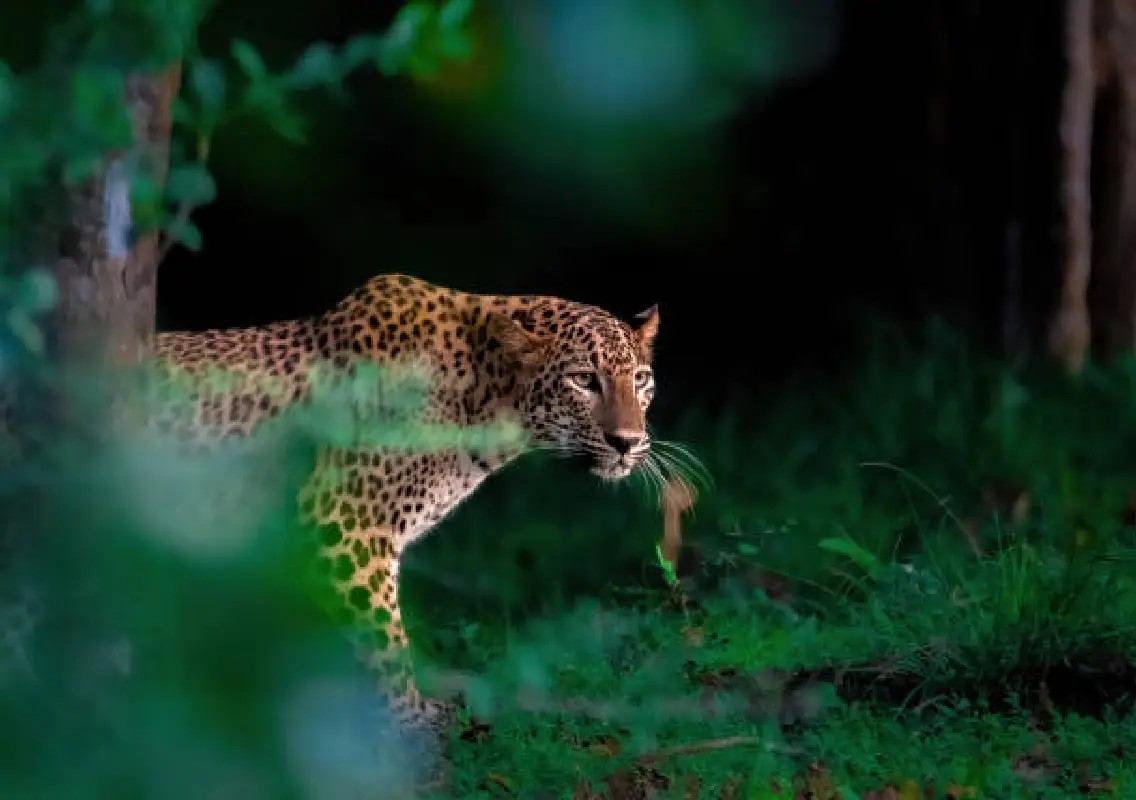 Leopard reportedly spotted after killing dog near Puttur’s Darbe - News Karnataka