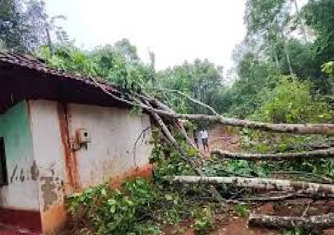 Heavy winds wreak havoc in Bantwal’s Punjalkatte, trees uprooted - News Karnataka
