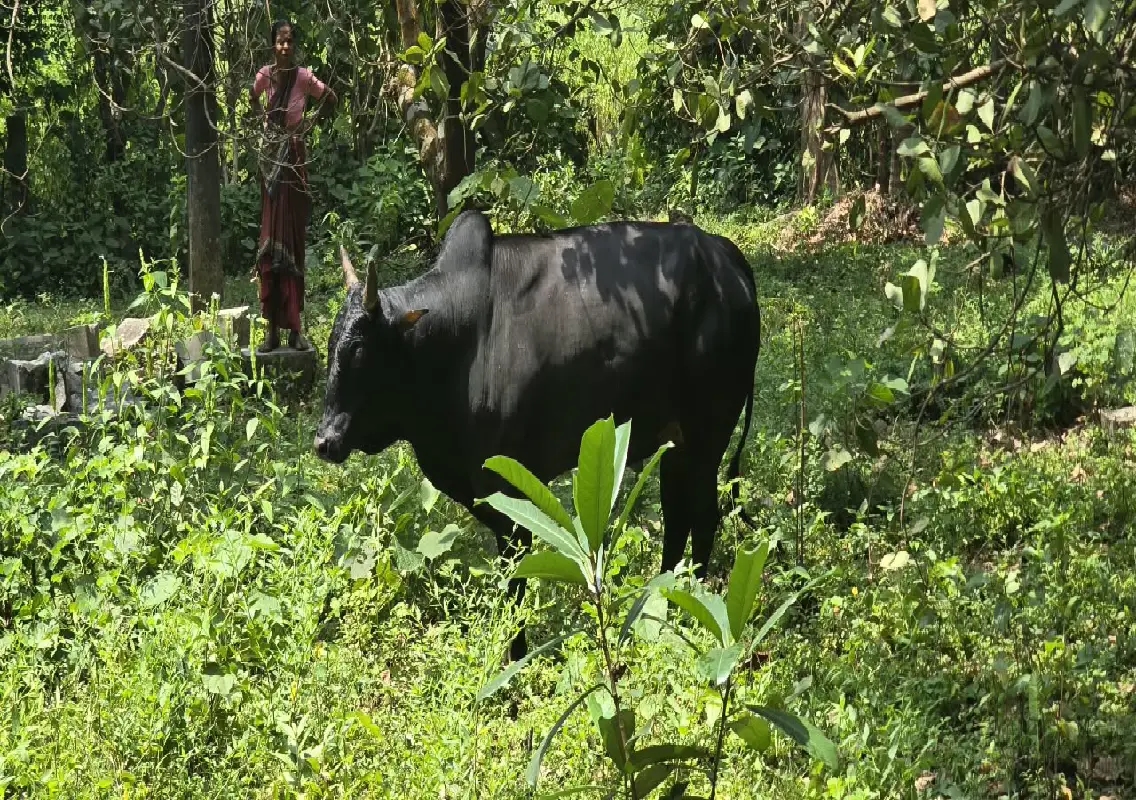 Bull rescued from well after falling in while chasing cow in Karkala: WATCH - News Karnataka