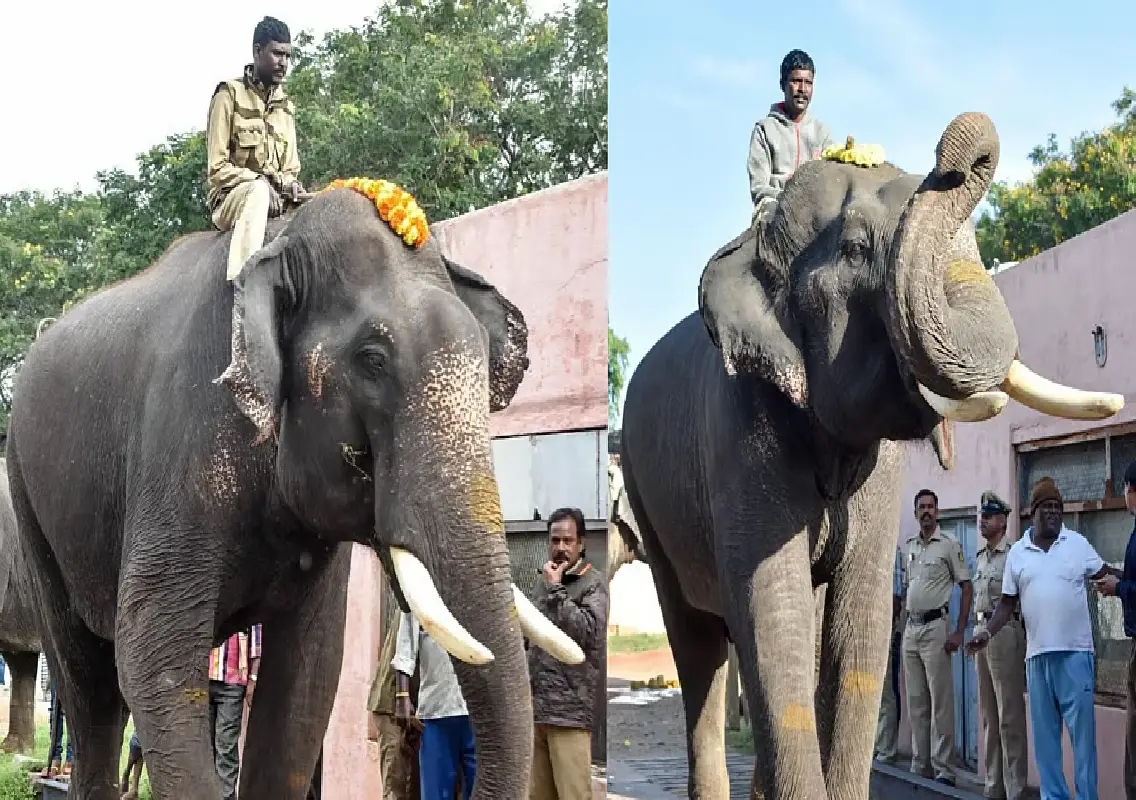 Dhananjaya selected to carry wooden ambari at Srirangapatna Dasara - News Karnataka