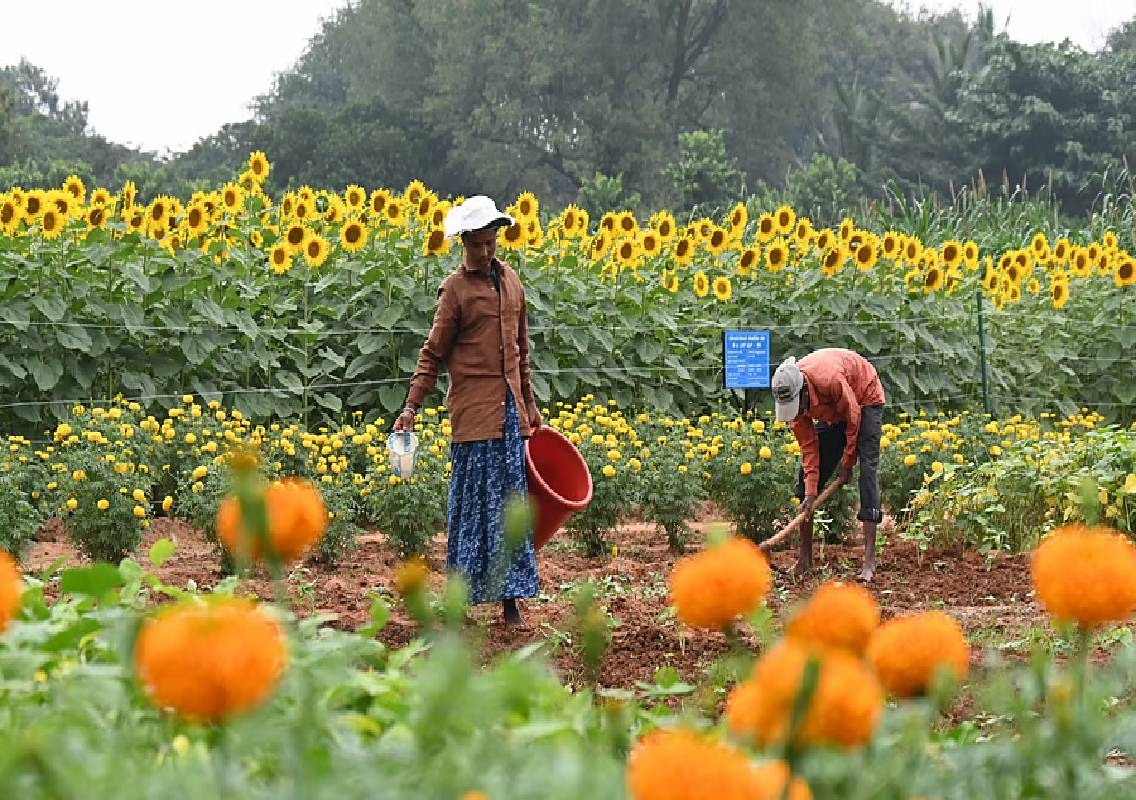 GKVK Krishi Mela in Bengaluru cut to one day in 2026 - News Karnataka