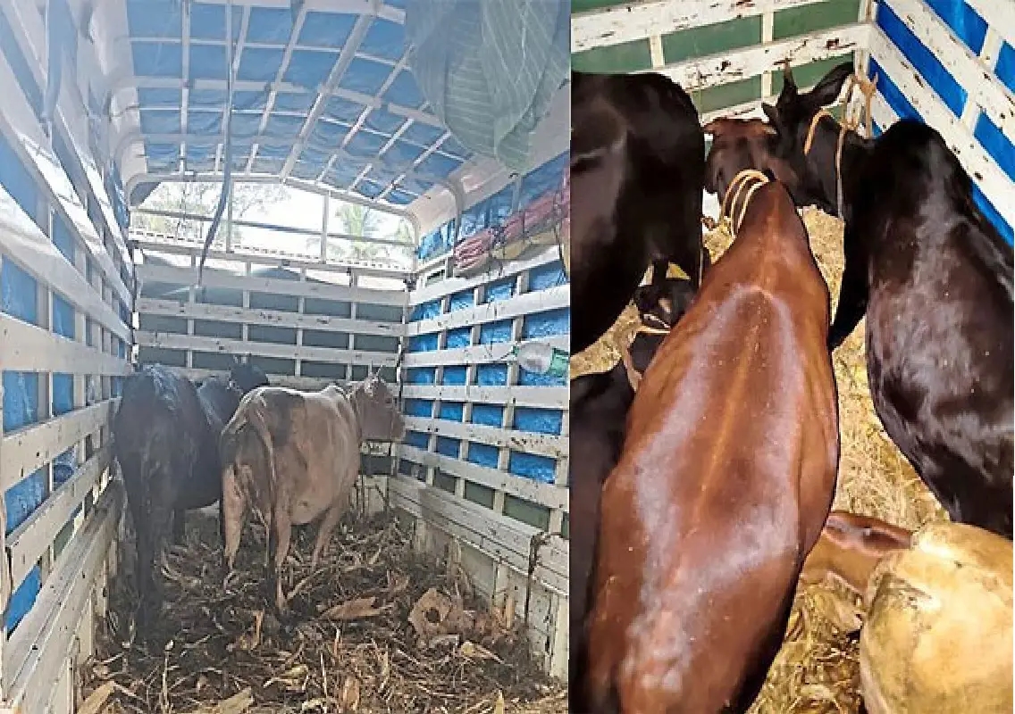 Kundapur police rescue cattle, arrest four in alleged illegal transport case - News Karnataka