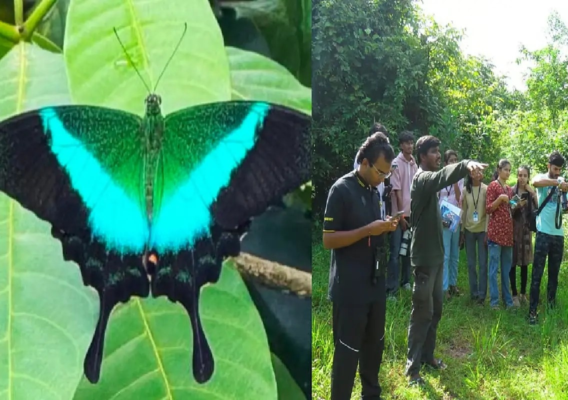 Mangalore University records 71 butterfly species in first campus survey - News Karnataka