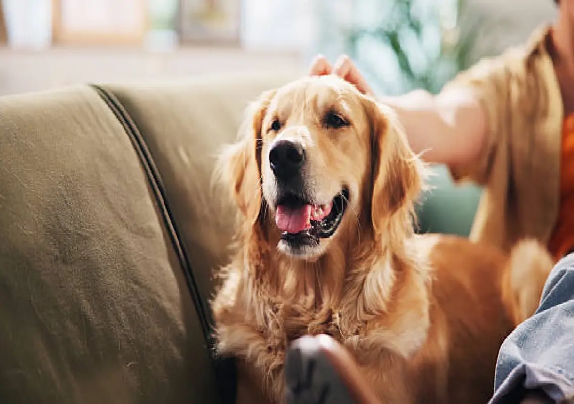 Mangaluru Pet dog owners face fines up to Rs 50,000 for violations - News Karnataka