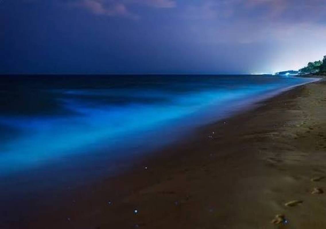 Mangaluru coast witnesses rare blue sea sparkle - News Karnataka